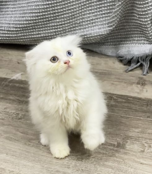 สก็อตติช โฟลด์ (Scottish Fold) สก็อตติชโฟล์ด หูพับ