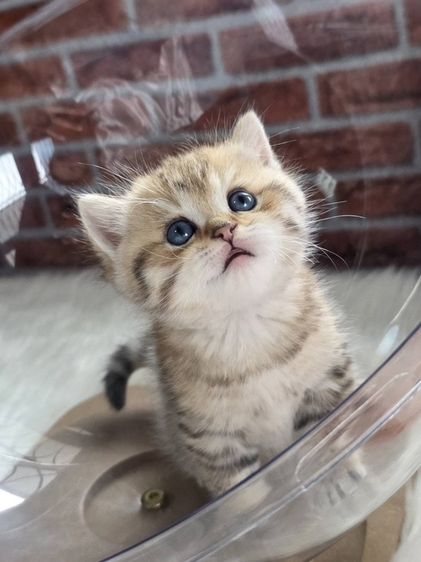 บริติช ชอร์ตแฮร์ (British Shorthair) BritishShorthair