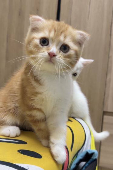 สก็อตติช โฟลด์ (Scottish Fold) แมวสก็อตติช