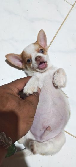 ชิวาวา (Chihuahua) เล็ก ขายลูกสุนัขชิวาวา