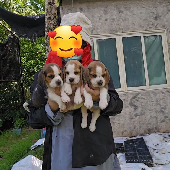 บีเกิล (Beagle) เล็ก ลูกสุนัขบีเกิ้ลแท้ สายเลือดดี