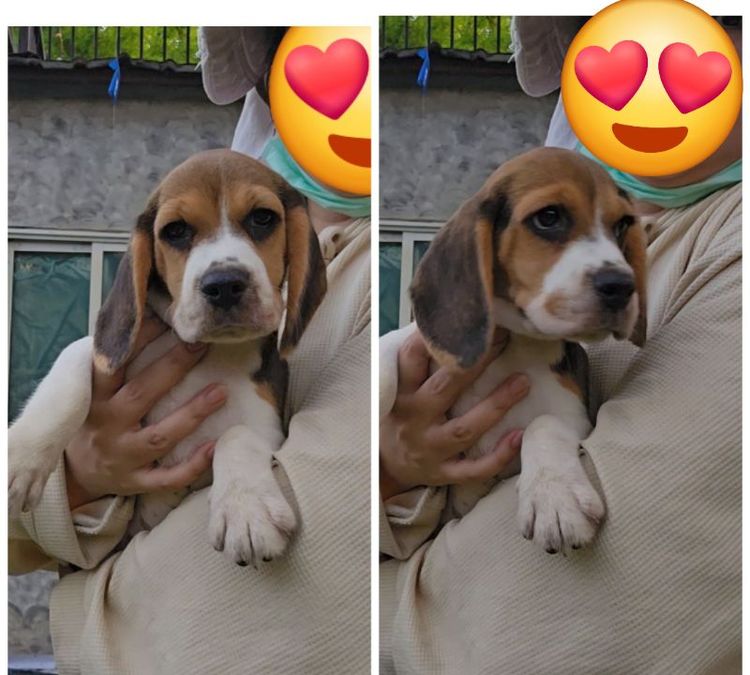 บีเกิล (Beagle) เล็ก ลูกสุนัขเกิ้ลเมีย แท้ สายเลือดดี