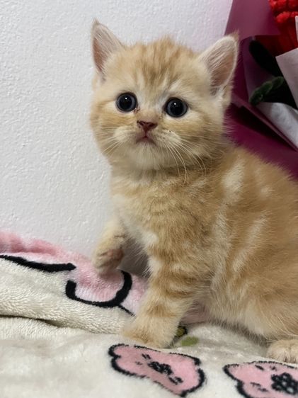 สก็อตติช โฟลด์ (Scottish Fold) น้องแมว เด็ก