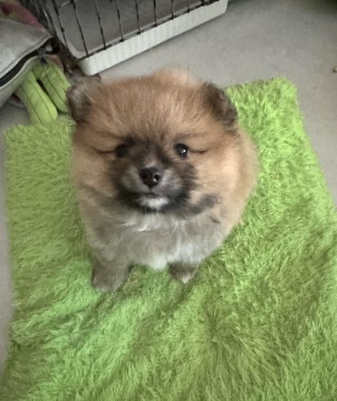 ปอมๆ
