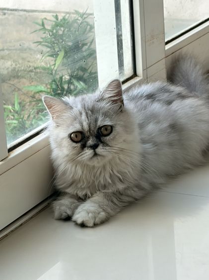 ชินชิลล่า (Chinchilla) ขายแมวเปอร์เซียสีซิลเวอร์