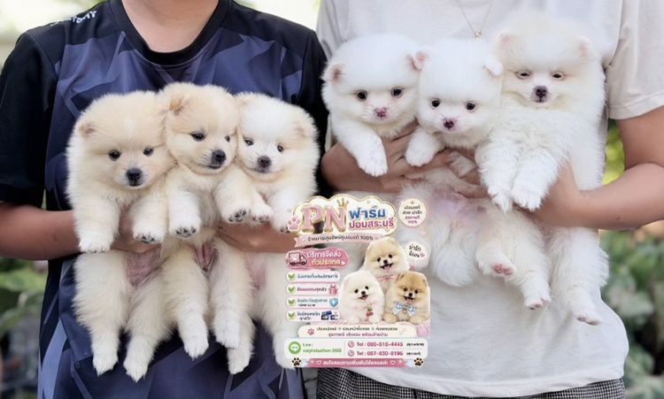 ปอมแท้ราคาถูก รูปที่ 3