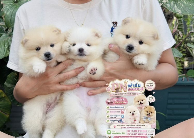 ปอมแท้ราคาถูก รูปที่ 2