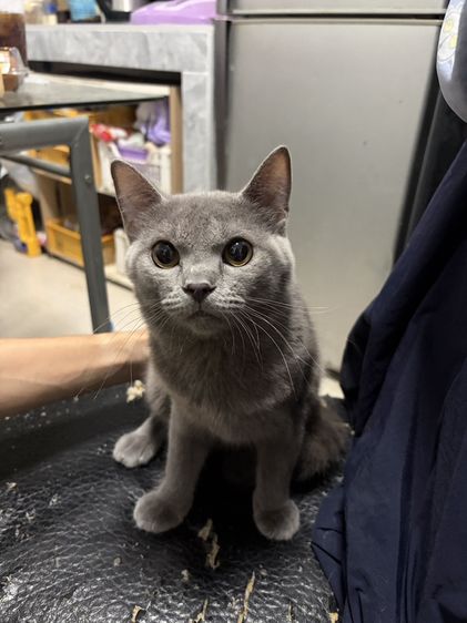 บริติช ชอร์ตแฮร์ (British Shorthair) บริติชบลูแท้ 6เดือน