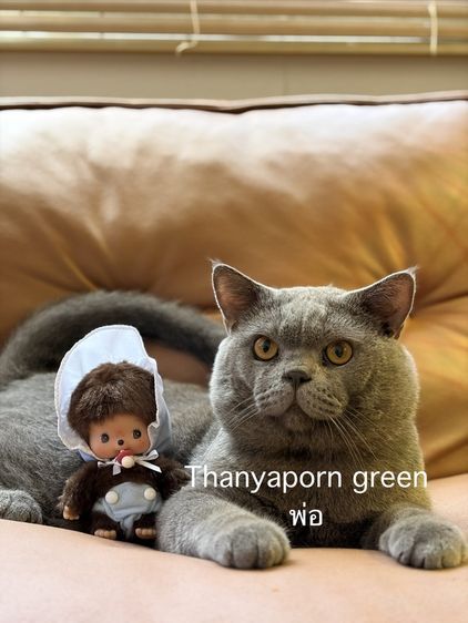 บริติชบลูแท้ 6เดือน รูปที่ 3