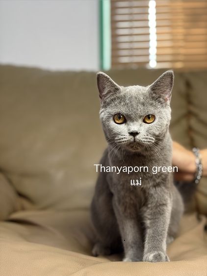 บริติชบลูแท้ 6เดือน รูปที่ 4