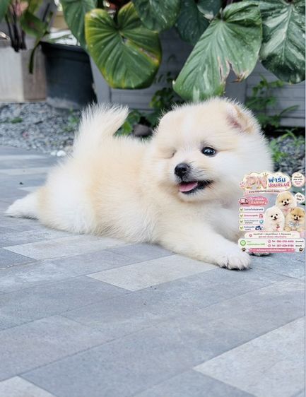 ปอมแท้หน้าหมี รูปที่ 8