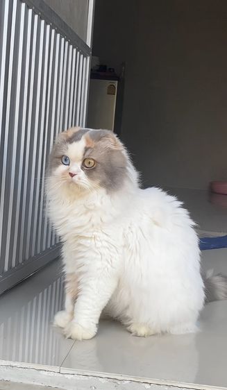แม่พันธุ์แท้
