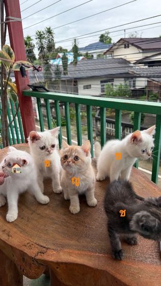 แมว รูปที่ 4