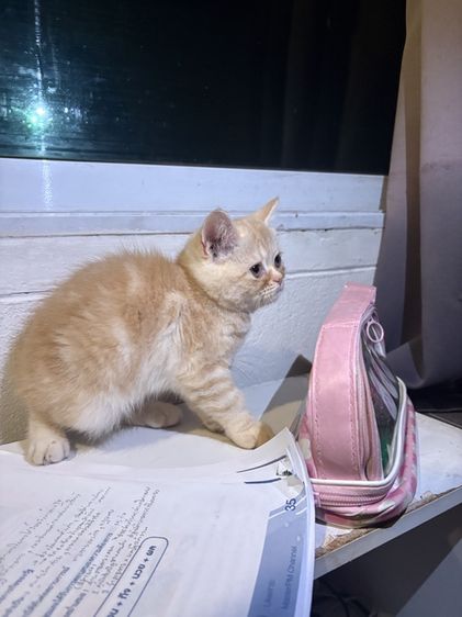 แมว รูปที่ 5