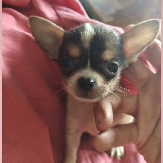ชิวาวา (Chihuahua) เล็ก ชิวาวา
