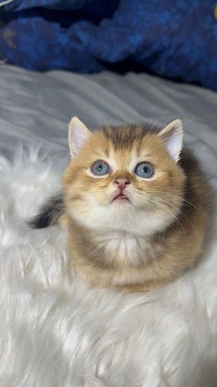 บริติช ชอร์ตแฮร์ (British Shorthair) หาบ้านให้น้องแมว บริติช