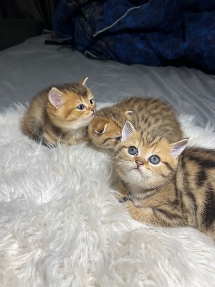 บริติช ชอร์ตแฮร์ (British Shorthair) หาบ้านให้น้องแมว บริติช