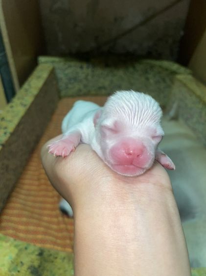 ชิวาวา (Chihuahua) กลาง หมา