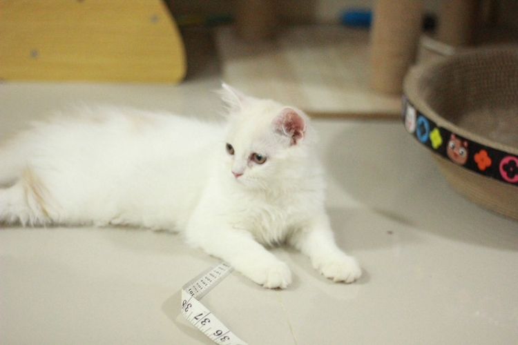 ลูกแมวสกอตติสขนยาว รูปที่ 2