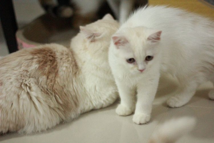 ลูกแมวสกอตติสขนยาว รูปที่ 4