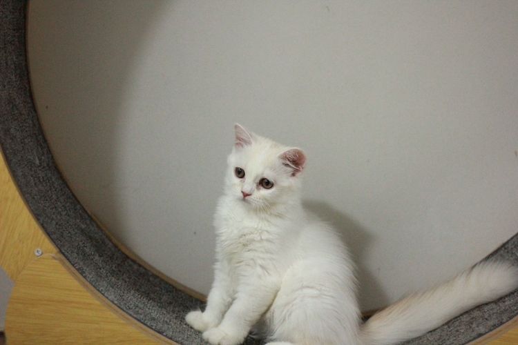ลูกแมวสกอตติสขนยาว รูปที่ 6