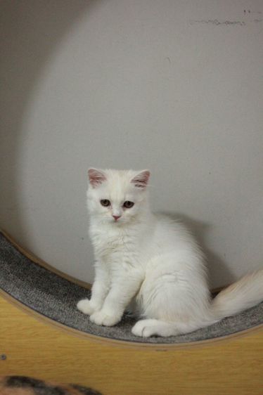 ลูกแมวสกอตติสขนยาว รูปที่ 5