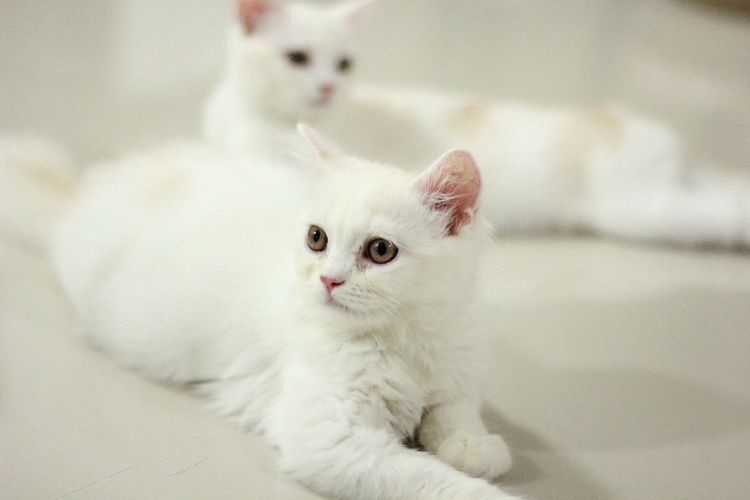 ลูกแมวสกอตติสขนยาว รูปที่ 9