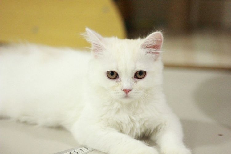 สก็อตติช โฟลด์ (Scottish Fold) ลูกแมวสกอตติสขนยาว