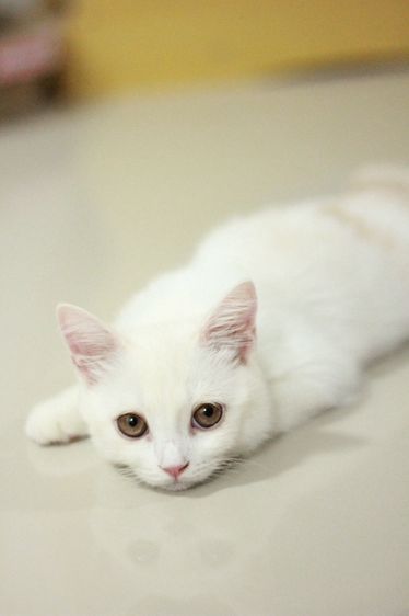 ลูกแมวสกอตติส รูปที่ 3