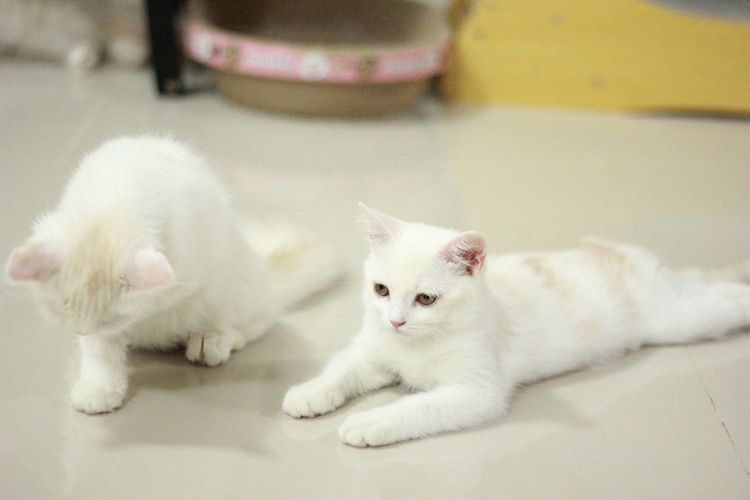 ลูกแมวสกอตติส รูปที่ 5