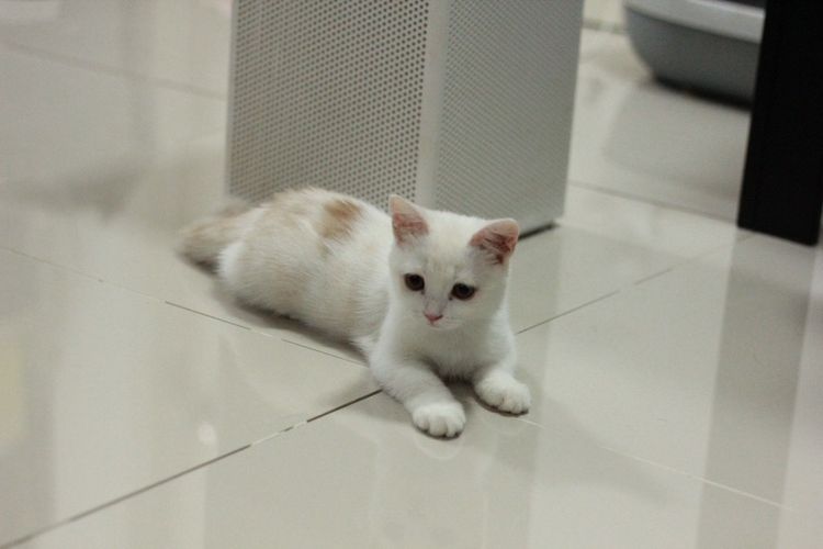 ลูกแมวสกอตติส รูปที่ 6