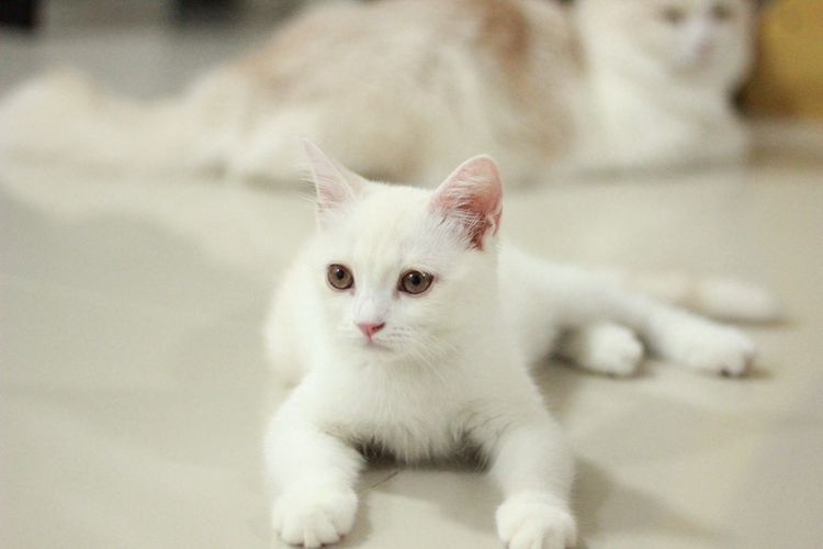 ลูกแมวสกอตติส รูปที่ 2