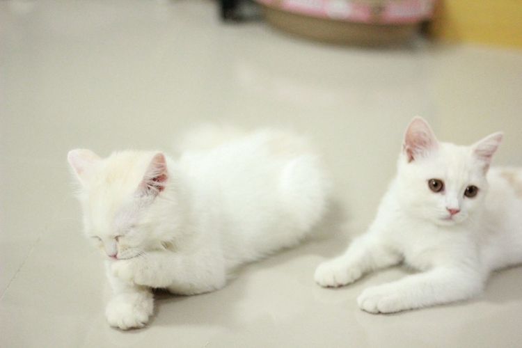 ลูกแมวสกอตติส รูปที่ 4