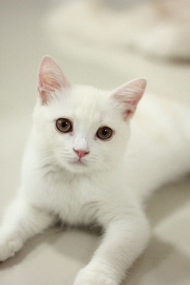 สก็อตติช โฟลด์ (Scottish Fold) ลูกแมวสกอตติส