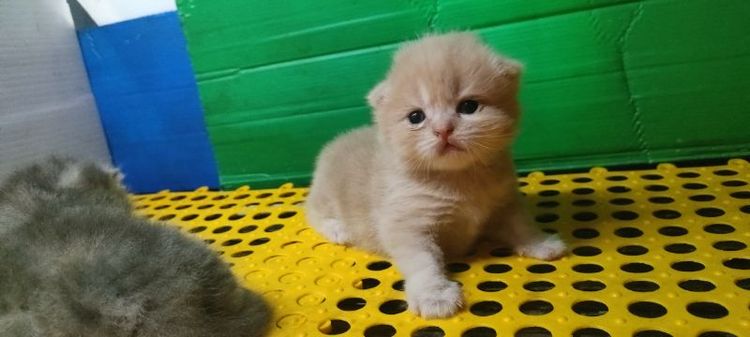 สก็อตติช โฟลด์ (Scottish Fold) แมว
