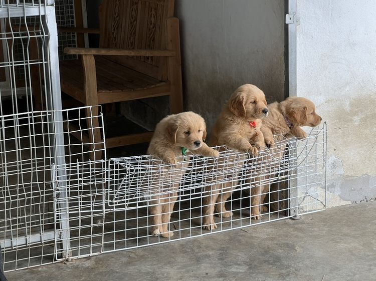 น้องโกลเด้นพร้อมย้ายบ้าน