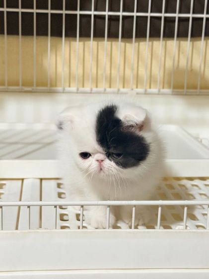 ลูกแมว Exotic Shorthair ผู้ชาย รูปที่ 5