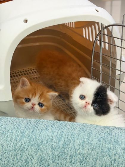 เอ็กโซติก ชอร์ตแฮร์ (Exotic Shorthair) ลูกแมว Exotic Shorthair ผู้ชาย