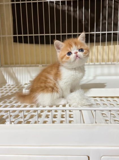 ลูกแมว Exotic Shorthair ผู้ชาย รูปที่ 2