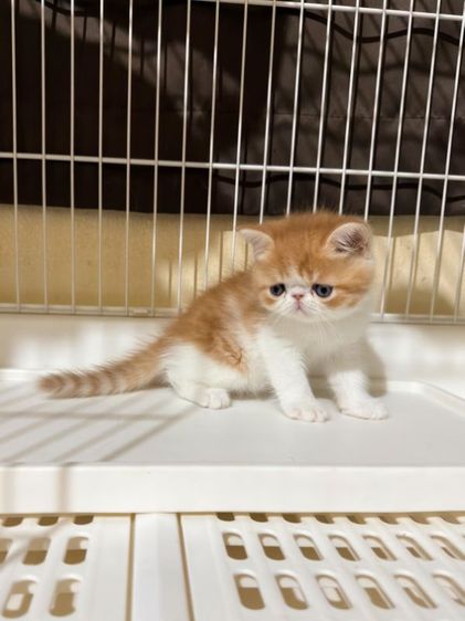 ลูกแมว Exotic Shorthair ผู้ชาย รูปที่ 4