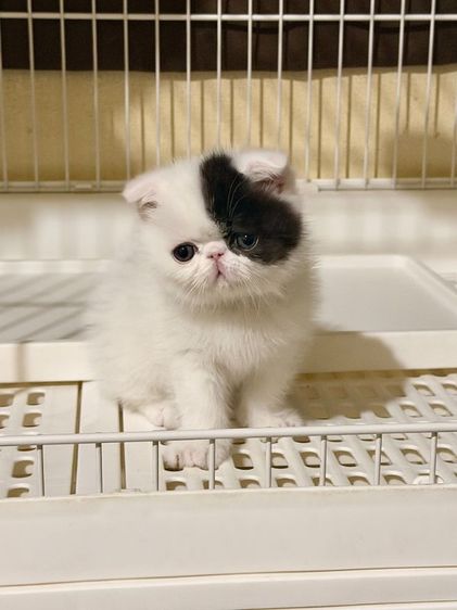 ลูกแมว Exotic Shorthair ผู้ชาย รูปที่ 6