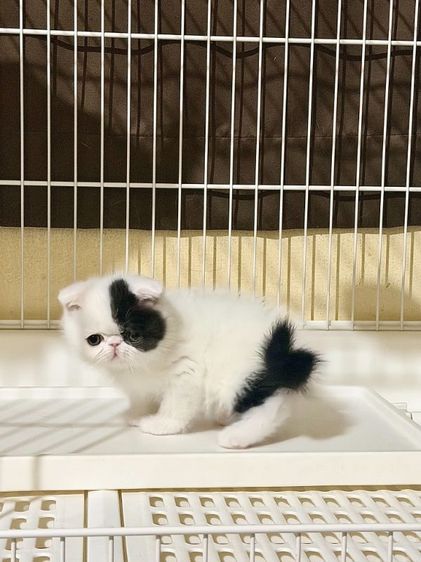 ลูกแมว Exotic Shorthair ผู้ชาย รูปที่ 7