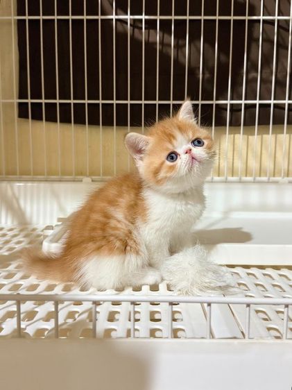 ลูกแมว Exotic Shorthair ผู้ชาย รูปที่ 3
