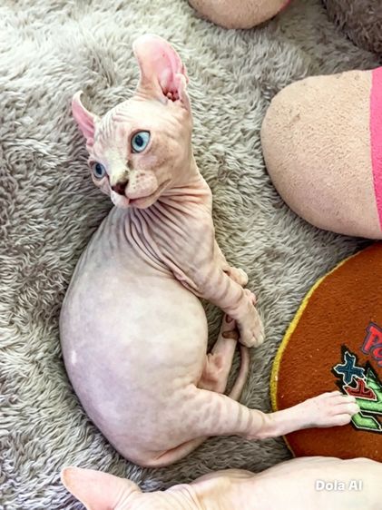 แมวสฟิงซ์ ดเวลฟ์ ขาสั้น หูพลิก เพศเมีย รูปที่ 5
