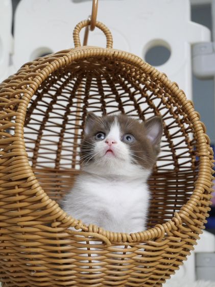 บริติช ชอร์ตแฮร์ (British Shorthair) แมวสายพันธุ์บริติชช๊อตแฮร์เพศหญิงสีช็อกโกแลตไวท์