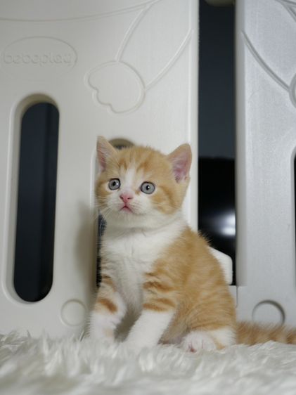 บริติช ชอร์ตแฮร์ (British Shorthair) แมวสายพันธุ์บริติชช๊อตแฮร์เพศชายสีเรดไวท์