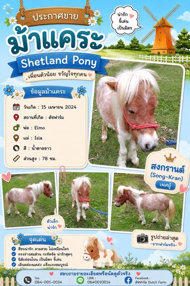 ม้าแคระ Shetland Pony (สงกรานต์)