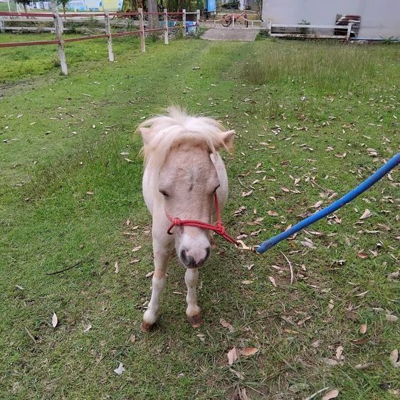 ม้าแคระ Shetland Pony (อุ๊งอิ๊ง) รูปที่ 2