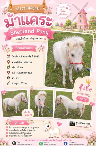 ม้าแคระ Shetland Pony (อุ๊งอิ๊ง)
