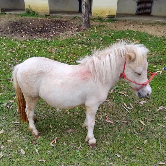 ม้าแคระ Shetland Pony (อุ๊งอิ๊ง) รูปที่ 3